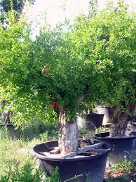 Image result for Punicaceae