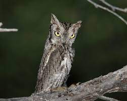Western Screech Owl Facts Diet Habitat Pictures On Animalia Bio