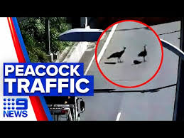 Unofficial 9 news brisbane news reader application. Peacocks Stop Traffic In Brisbane Tunnel 9 News Australia News Lookout
