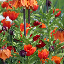 Petra Pelz On Instagram Fruchtige Tone In Orange Rot Schwarz Und Weiss Tulpen Und Kaiserkronen Tulpen Kaiserkro Plants Garden Awesome