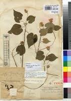 Image result for Abutilon mauritianum