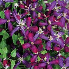 Maybe you would like to learn more about one of these? 17 Vibrant Flowering Vines For Your Arbor Trellis Or Pergola