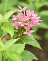 Image result for x Ruttyruspolia 'Phyllis van Heerden'