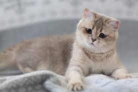 We did not find results for: Our Cats Catalog Loretta British Cattery
