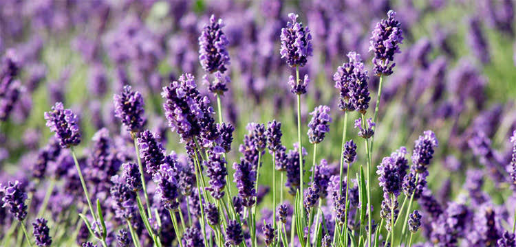 lavender oil
