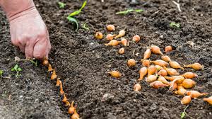 Utilizari culinare gustul subtil si placut al arpagicului il face un aditiv extrem de popular in europa occidentala si centrala. Cultura De CeapÄƒ InfiinÈ›are CondiÈ›ii Optime IntreÈ›inere È™i Recoltare Basf Agricultural Solutions Romania