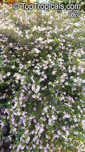 Image result for Cuphea hyssopifolia
