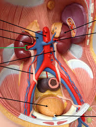 527 3d anatomy models available for download. Torso Model View Of Urinary System Diagram Quizlet