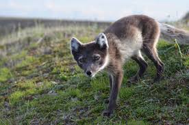 'from dawn arctic fox run around the area, checking for any bit of food they can find on shores of freezing gulf of the ob 'my time in the tundra shows that they tend to try and eat any little thing they see since autumn and winter on the yamal peninsula can be really tough. Arctic Fox Varanger