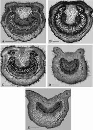 Image result for Vitex patula