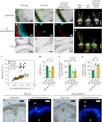 During the breakdown of cellulose in host cell wall by fungal pathogens, the sequence of cellulites enzymes involved is? Complete Substitution Of A Secondary Cell Wall With A Primary Cell Wall In Arabidopsis Nature Plants