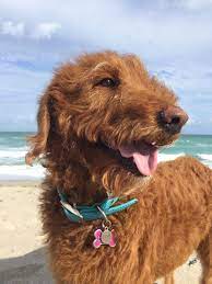 Only reason i know this is because i did my research on why it's so expensive due to my father we don't know how good we have it here. Brain Tumor In Dogs Harley S Story Healthy Paws Pet Insurance