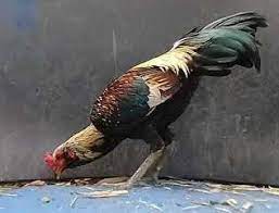 Warna apa yang menyimbolkan partai republik amerika serikat? Warna Ayam Pamangon Wido Yang Bagus Jenis Ayam Bangkok Dan Ciri Fisiknya Yang Berkualitas Juara Ayam Bangkok Memang Sudah Sangat Terkenal Di Kalangan Pencinta Ayam Aduan Dalam Pertarungan Gigi Band