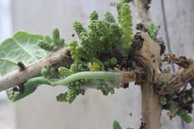 Image result for Pyrenacantha