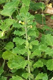 Image result for Pedalium