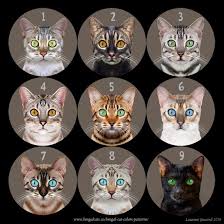 From gold eyes to green eyes to blue eyes, they're literally one of a kind. Bengal Cat Breed Faq Informations On Bengal Cats