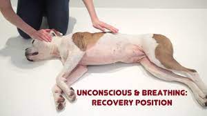Unconscious Dog How To Help Youtube
