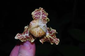 Image result for Monodora grandidieri