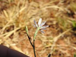 Image result for Lactuca inermis