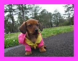 The breed's rootstock is thought to. Miniature Dotson Google Search Weiner Dog Dachshund Puppies For Sale Dachshund Puppies
