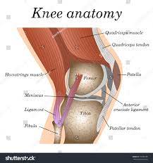 Knee Anatomy Images Stock Photos Vectors Shutterstock Knee Muscles Anatomy Anatomy Of The Knee Knee Joint Anatomy