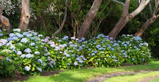 If you're unsure about the ph of your soil, and whether or not it's suitable for growing hydrangea, it's a good idea to test the soil ph in the planting area. How To Change The Flower Color Of Bigleaf Hydrangea My Garden Life