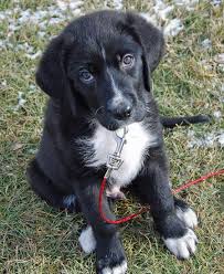 Black And White Cattle Dog Lab Mix Mack The Labrador Mix Lab Mix Puppies Cute Dogs Labrador Mix