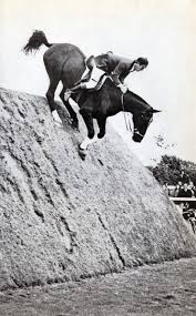 Check spelling or type a new query. Beethoven Horse Love Horses Pretty Horses