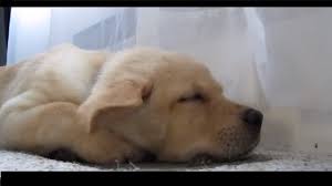 Video search results for sleepy puppy. Sleepy Labrador Puppy Moki Loves The A C