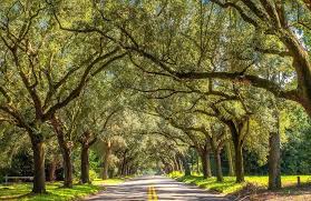 The food's always fresh and doesn't leave you with a very full, bloated feeling. Drive Under The Tree Tunnel On 12th Avenue In Pensacola Perspective Through My Lens Experiencepcola Pensacola Char Pensacola Tourism Tourism Website