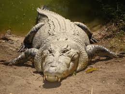 Saltwater Crocodile Facts Habitat Bite Diet Life Cycle