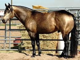 Color varies from yellowish or sandy to medium brown buckskin. Dunitgoodinhollywood Buckskin Stallion Reining Barrels Reining Horses Horses Aqha Horses