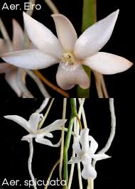 Image result for Aerangis collum-cygni