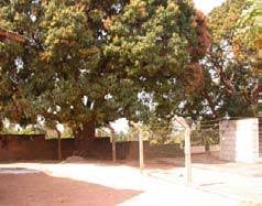 Image result for Multidentia sp. A