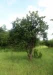 Image result for Diospyros loureiriana