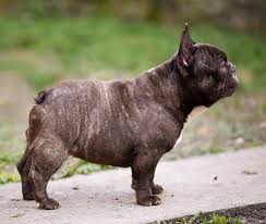 What should you name your adorable french bulldog? Magic A Chocolate Brindle French Bulldog Male Short Thick Heavey Boned But Powerful Info Vanillabulldo Brindle French Bulldog Bulldog Puppies Bulldog