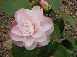 Elizabeth Ann Camellia Japonica Pretty Flowers Camellia Pink Flowers