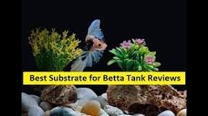 Top 3 Best Substrate For Betta Tank Reviews In 2019 Youtube