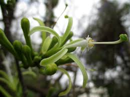 Image result for Turraea floribunda