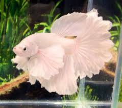 Dumbo ear or elephant ear. Eh88 Thai Import Platinum Feather Tail Dumbo Ears Halfmoon Hm Male Betta Fish Betta Fish Betta Fish