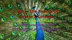 The most common peacock quote material is metal. Peacock Inspirational Quotes 365 Days Of Positive Quotes 24 March Day 83 Youtube Videos Youtube
