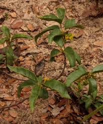 Image result for Vangueria ferruginea