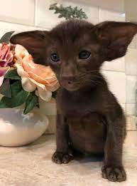 See more ideas about oriental shorthair, oriental shorthair cats, oriental cat. This Oriental Shorthair Kitten 9gag