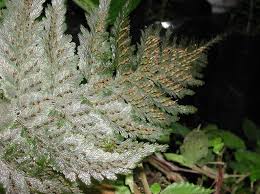 Image result for Abrodictyum rigidum