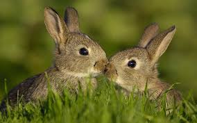 Is A Rabbit A Consumer? A Detailed Look At Rabbit Eating Habits - Berry  Patch Farms