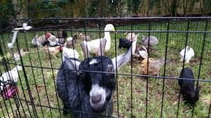 Best family entertainment company in metro detroit. Petting Zoo Miami Miami Petting Zoo Rental Kids Party Miami Rivera Events