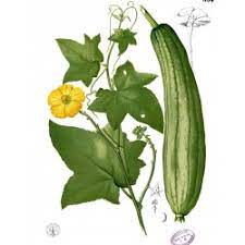 Get it as soon as fri, jul 9. Gourd Seeds Luffa Sponge Luffa Aegyptiaca Cena 2 15