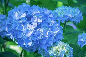Maybe you would like to learn more about one of these? 10 Best Shade Loving Plants That Will Add Texture To Your Garden