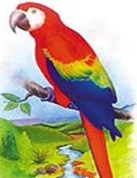 Dia del ave nacional de honduras. Simbolos Patrios By Melizameraz1 On Emaze