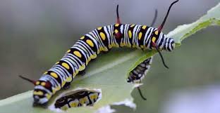 Rose sawfly larvae ©les binns. Striped Caterpillars With Pictures For Easy Identification Nestia